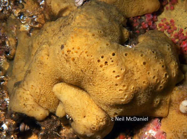 Photo of Myxilla lacunosa by <a href="http://www.seastarsofthepacificnorthwest.info/">Neil McDaniel</a>
